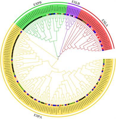 Genome-wide identification of the expansin gene family in netted melon and their transcriptional responses to fruit peel cracking